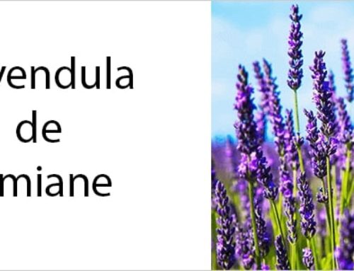 Lavendula de Simiane